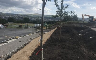 The Urban Forest: Why Our Towns and Cities Need Trees More Than Ever