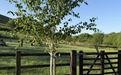 Trees and Human Health: What the Science Actually Says