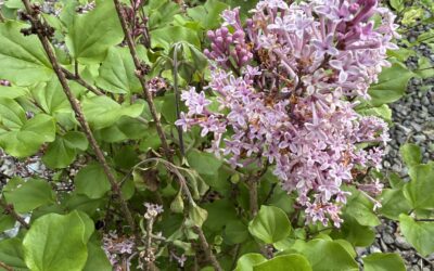 The Lilac: Spring’s Most Fragrant Storyteller