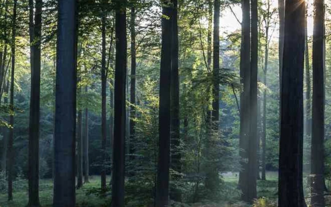 The Science of Forest Bathing: How Nature Powers Your Natural Killer Cells
