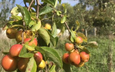 The Wisdom Behind the Welsh Proverb: What Apples Actually Do for Your Health